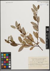 Foto von Salix tianschanica Regel